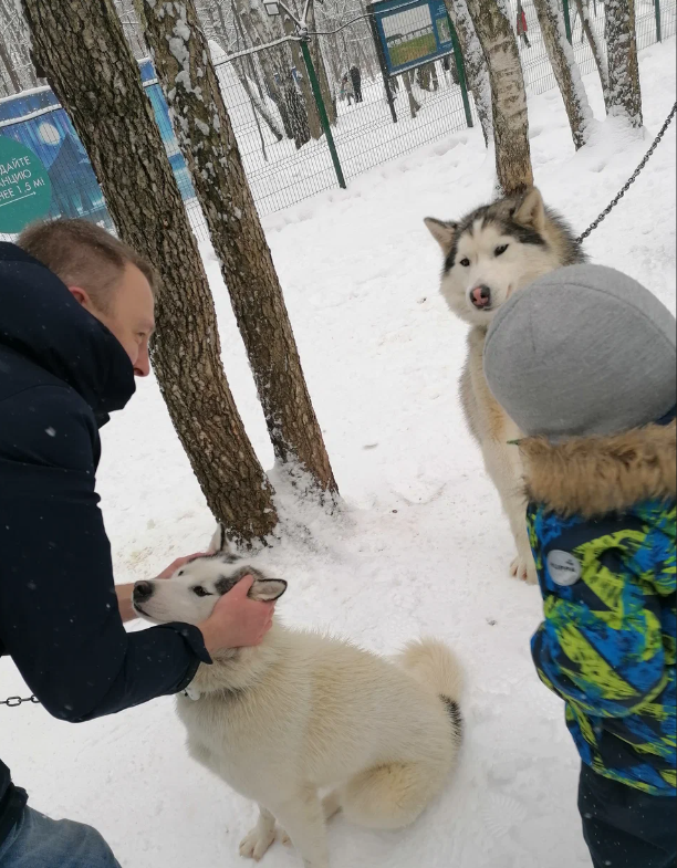 Отзыв Катание на собачьей упряжке из лаек